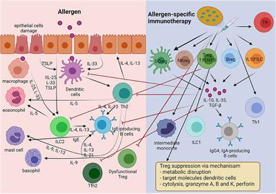 Allergic Rhinitis: What Do We Know About Allergen-Specific Immunotherapy?